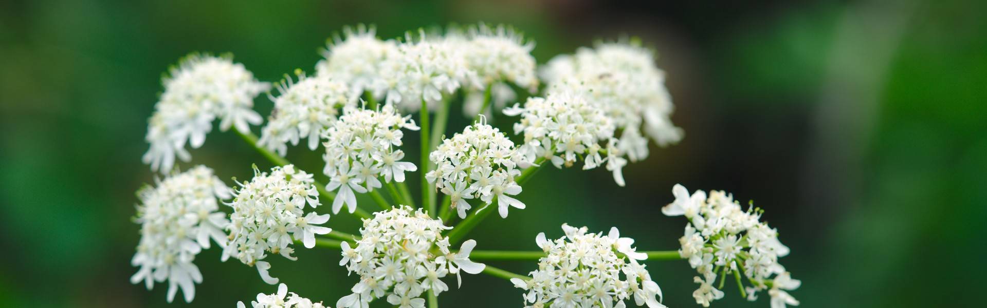 Liqueur d’Angélique