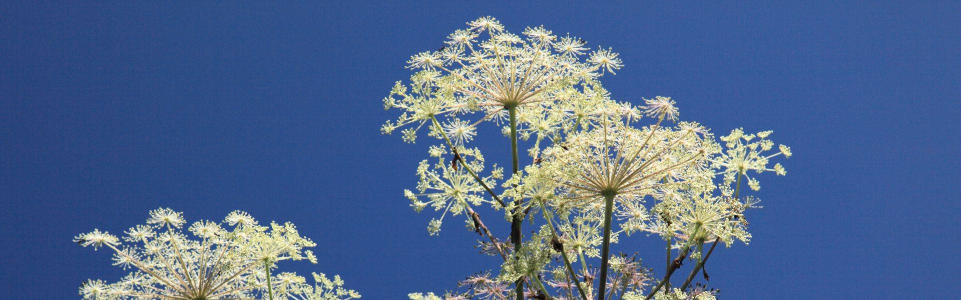 Vaporisateur – Eau de toilette Angélique